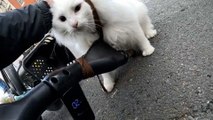 Cyclist carrying cat in basket knocked off bike in London