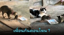 แมวกับหนู โลกเปลี่ยนความสัมพันธ์ก็เปลี่ยน แต่ก่อนเจอหน้าเป็นไล่ฟัด แต่ตอนนี้...