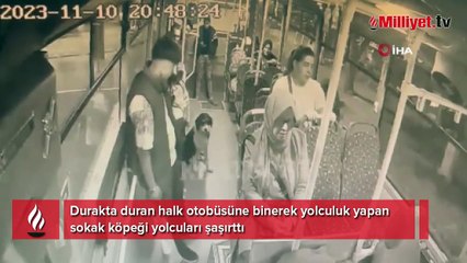Sokak köpeğinin tebessüm ettiren yolculuğu