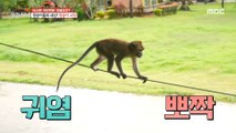 [HOT] The world of cute monkeys! a monkey temple that protects and manages monkeys, 생방송 오늘 저녁 231115