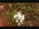 Garden Dream (chrome 35 footage)