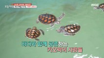 [HOT] Turtle shelter to protect sea turtles led by Thai royal family , 생방송 오늘 저녁 231115