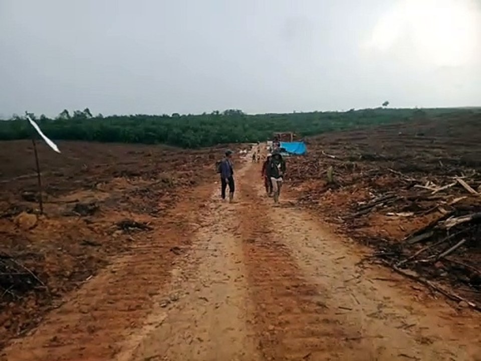 Hutan Adat Rimba Petuaian Riau Habis Ditebangi