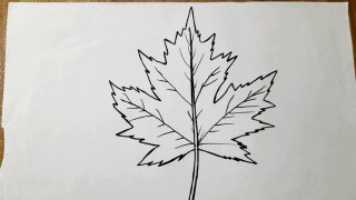 How To Draw A Leaf Step By Step  Leaf Drawing Easy