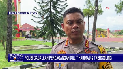 Rekaman Detik-Detik Perdagangan Kulit Harimau dan Sisik Tenggiling Digagalkan Polisi!