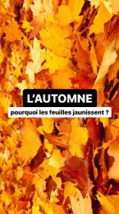 Pourquoi les feuilles changent de couleur en automne ?