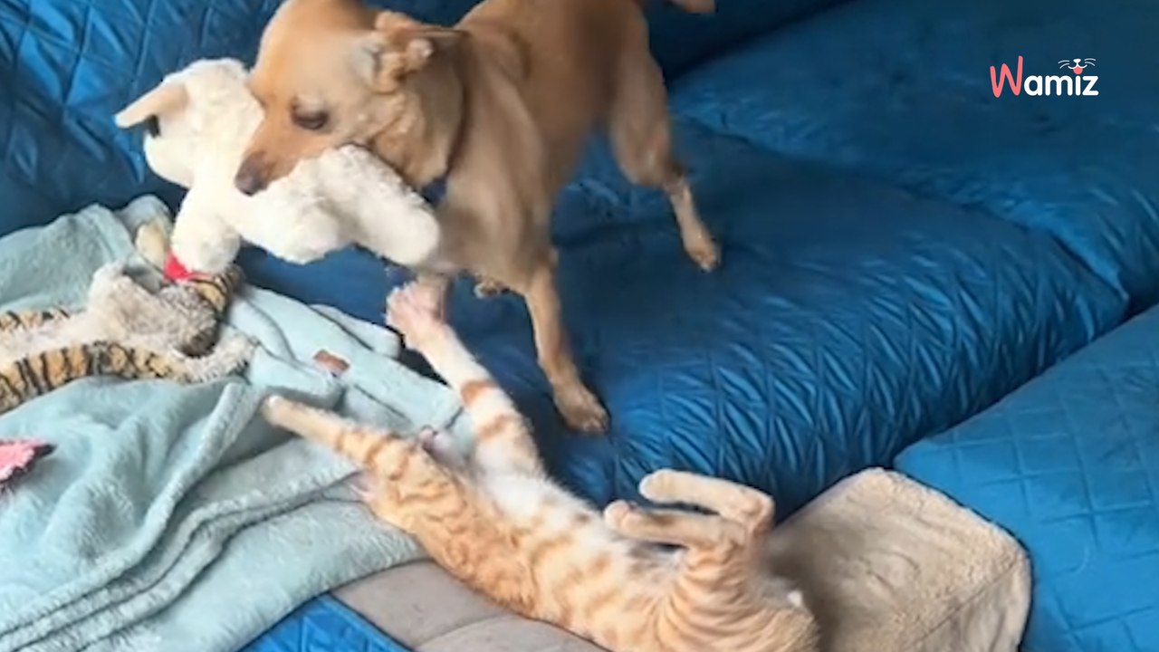 Sur Tiktok, la rencontre d’un chien et d’un chaton rend gaga plus de 228K d’internautes