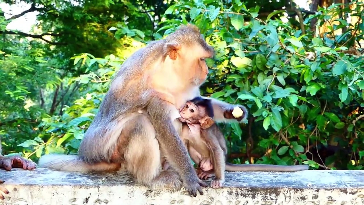 Bean Baby Is Truly Hungry And Needs Mommy Barry To Stop And Give Milk