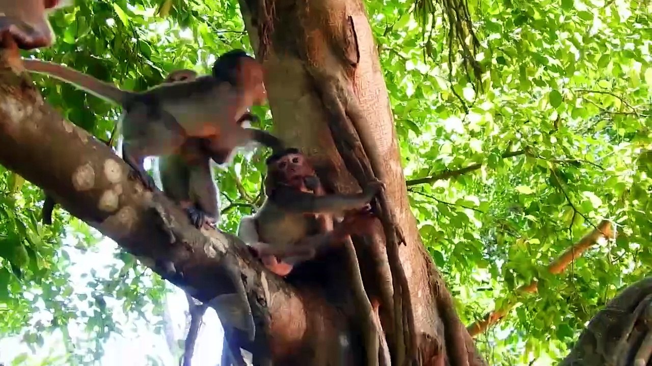 Bean Bro Is Warning Bella Bb By Knocking on Ground, So Pities Poor Bella Baby Cries Loudly
