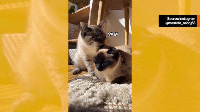 Huvittava video: kissat viettävät päivän läpsien ja suukotellen