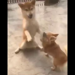Funniest Animals  - Best Of The 2020 Funny Animal Videos  - Cutest Animals Ever