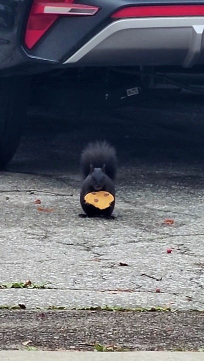 Squirrel Nibbles On Cookie