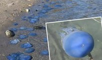 İzmir Foça'da denizanası istilası