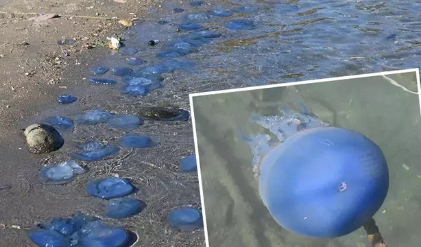 İzmir Foça'da denizanası istilası