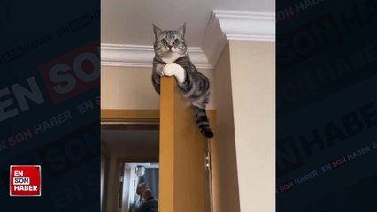 Kapının üzerinde tatlı bir şekilde oturan kedicik