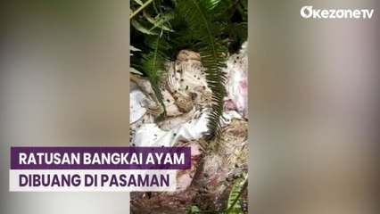 Ratusan Bangkai Ayam Dibuang di Jalanan dan Cemari Sungai di Pasaman