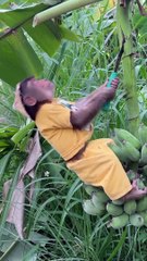 cutis sells bananas in market @cutis @babymonkeycutis @shortsvideo_Full-HD