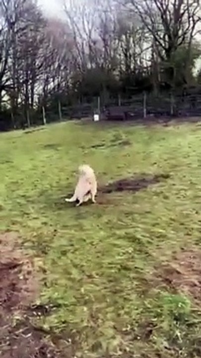 Kai the German/Kangall Shepherd cross has been...