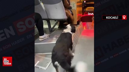 Kocaeli'de sokak köpeğinin otobüste yolculuk yaptığı anlar