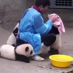 cute panda