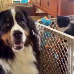 The kitten being beaten and kicked and the dog looking innocent