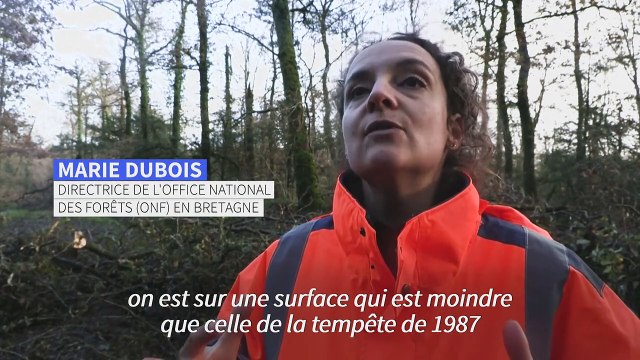 Les forêts bretonnes durement frappées par la tempête Ciaran