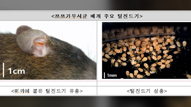 쯔쯔가무시 환자 5배로 급증... 야외에서 진드기 주의 / YTN