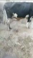 Repeter cow ||#cow #viral #cowfarm Cow Jafar ali official Repeater Repeater cow Shorts Viral
