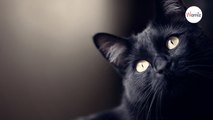 10 motivi per amare il gatto nero per il Black Cat Day e tutti gli altri giorni!
