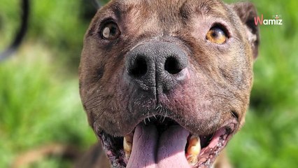 Après un an et demi de refuge, la déprime a transformé ce pauvre chien : il est impératif de lui trouver une famille