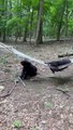 Two Bears Discover a Hammock