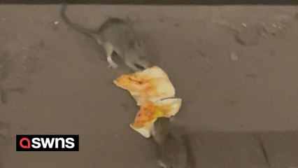 NYC rats have tug-of-war on subway tracks - over a slice of pizza