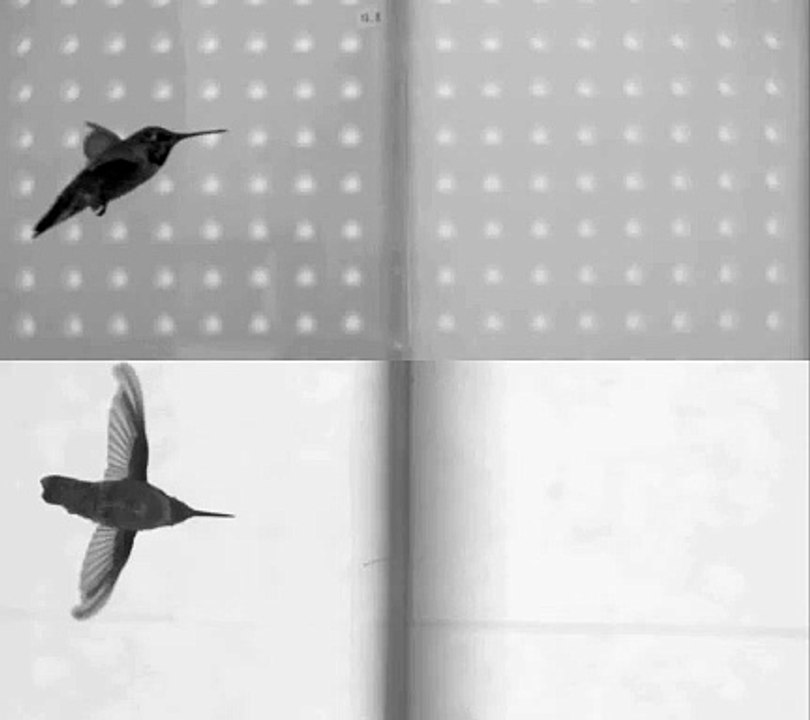 Colibri traversant l'ouverture de face