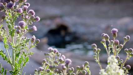 This Little Foot on Dolly the Grizzly Bear Will Not Slow Her Down At All