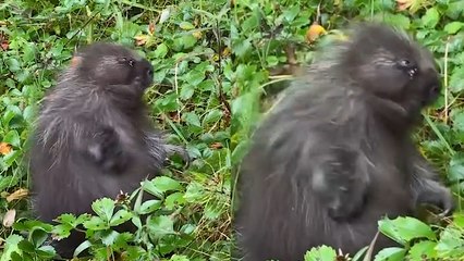 Adorable Baby Porcupine Gives Itself a Nice Belly Scratch