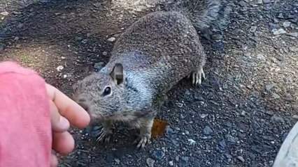 This Woman Has a Genius Way of Communicating With Squirrels!