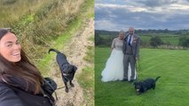 “I’m a Wedding Dog Chaperone – I Make £2.5k-A-Month Looking After Pooches on People’s Big Days”