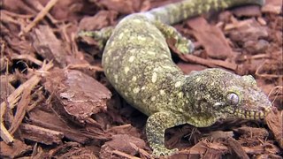 Meet the Many Wild Species of Gecko!
