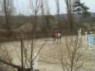 kelly concours 120, 2008