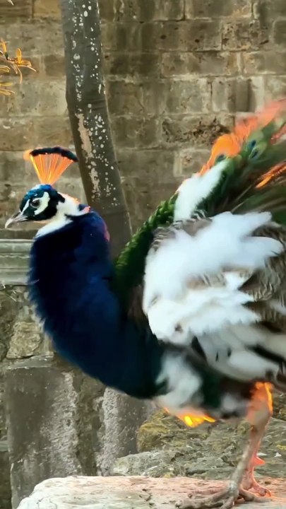 Un paon crache du feu