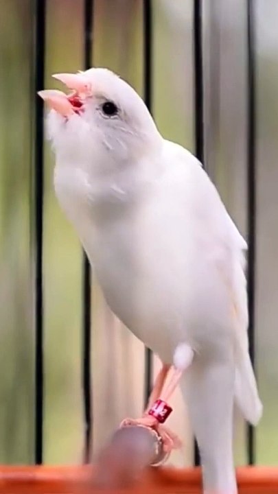 Canary Singing birds sounds at its best - Melodies Canary Bird song #bird #canary #shorts