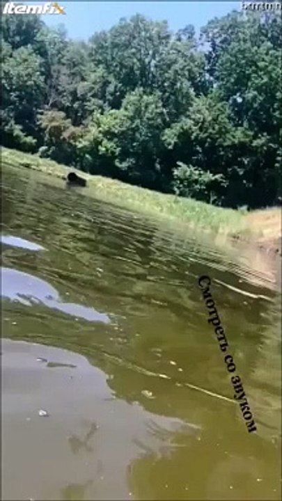 Il veut filmer un plongeon mais ne s'attendait...