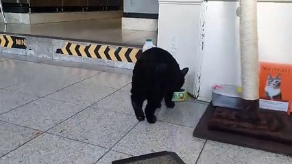 Wellington's black cat Elvis living comfortably in North Street homes