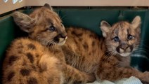 Orphaned mountain lion cubs rescued after suspected mother killed by car