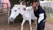 VIDEO. Julieta Poggio viajó a Tucumán y tuvo un percance con un caballo