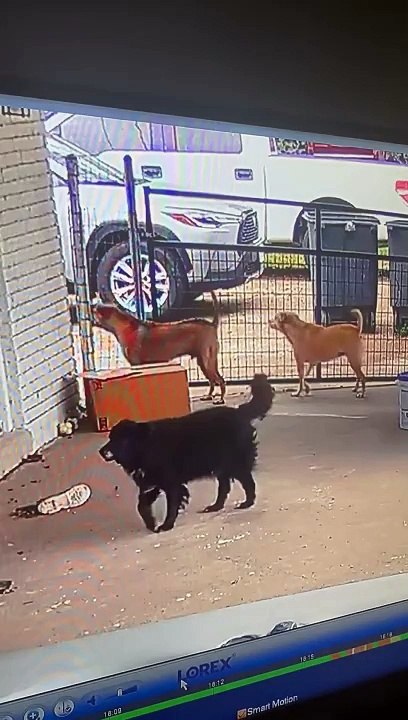 Unfortunate Delivery Driver's Very Bad Day