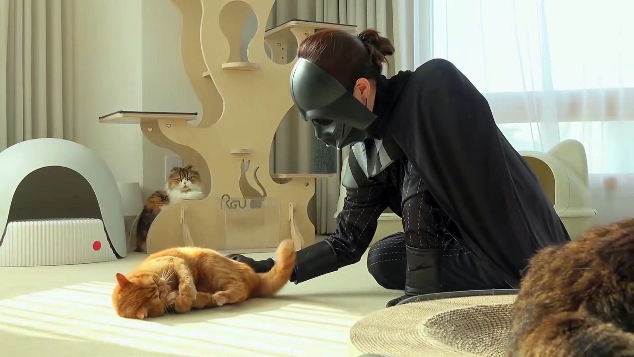 Cats vs Darth Vader | Kittisaurus