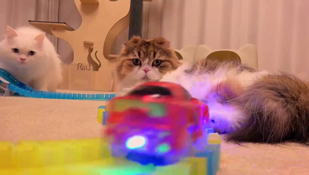 Cats vs Racing Car | Kittisaurus