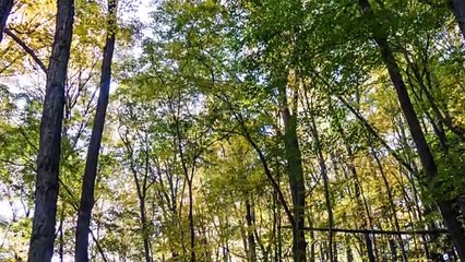 Morning Meditation - Relaxing sounds of nature