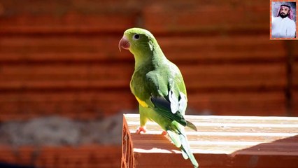 من اجمل الاصوات في القران علي الفرهود